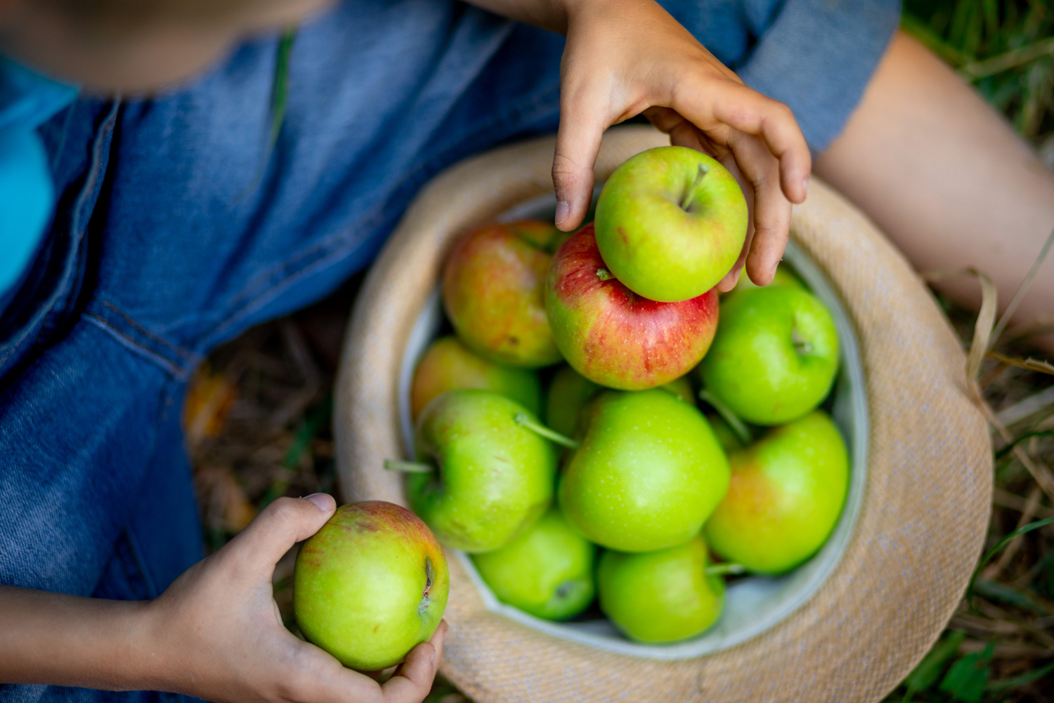 Apple Picking With Toddlers: Realistic Expectations