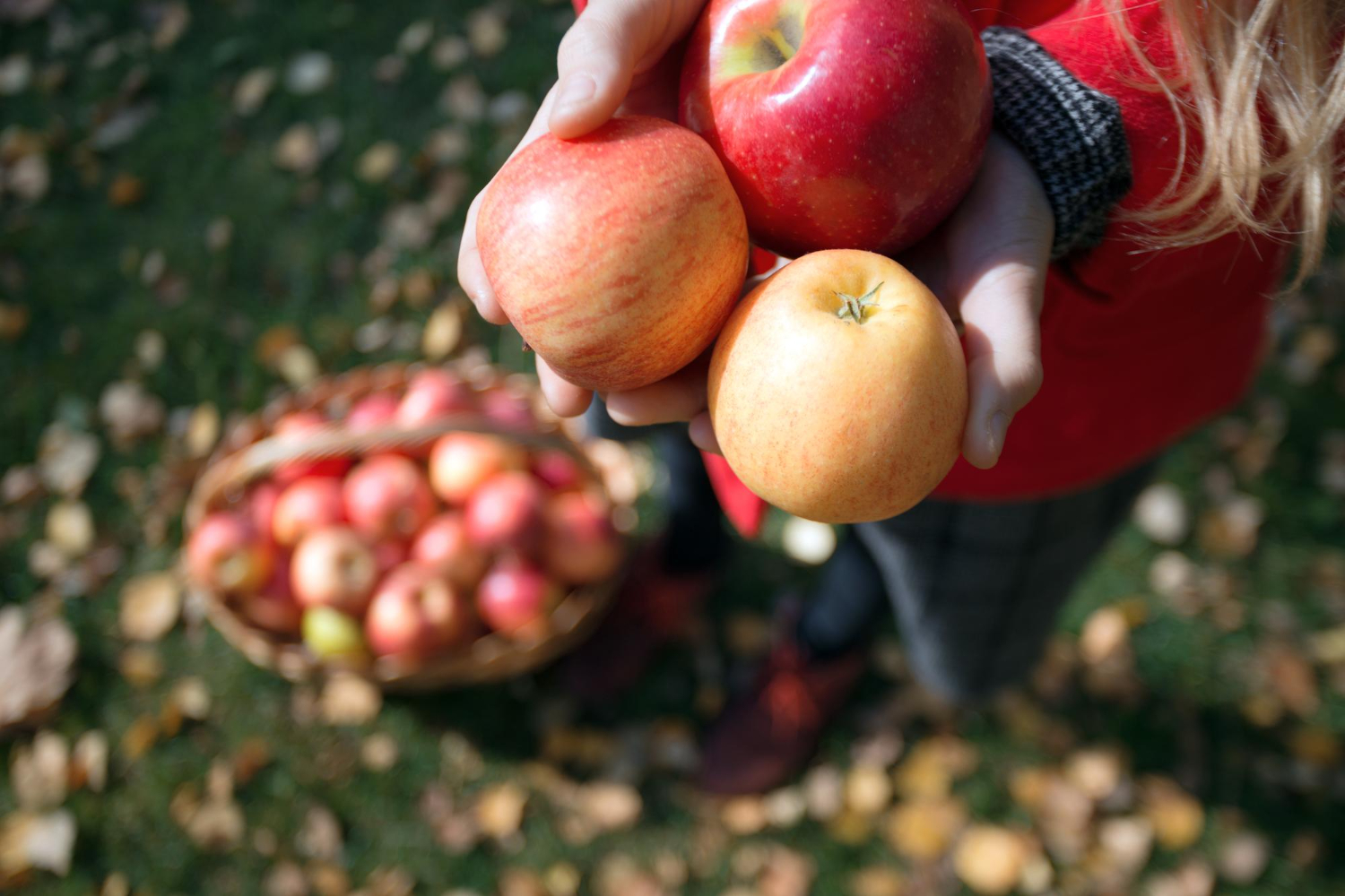 Understanding Apple Varieties and Seasonal Timing