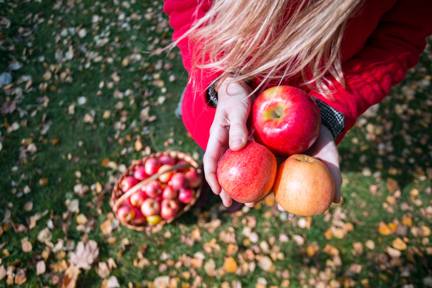 Apple Picking With Toddlers: Snacks and Feeding Logistics