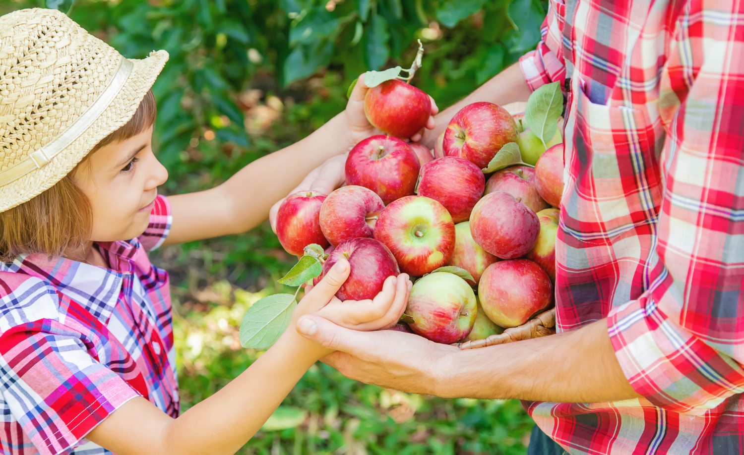 Apple Picking With Siblings of Different Ages